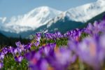 carpet of blooming crocuses in chocholowska valley